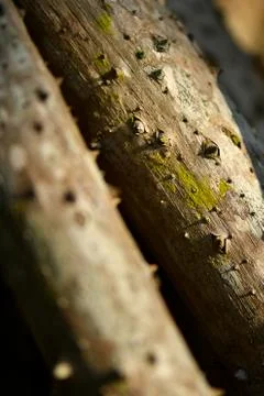 Brown tree nature texture background Stock Photos