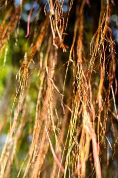 Brown tree nature texture background Stock Photos
