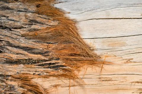 Brown tree nature texture background Stock Photos