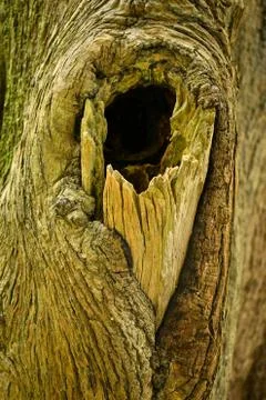 Brown tree nature texture background Stock Photos