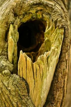 Brown tree nature texture background Stock Photos