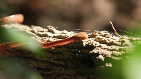 Brown Tree Snake 100fps 4K Video stock 223965221