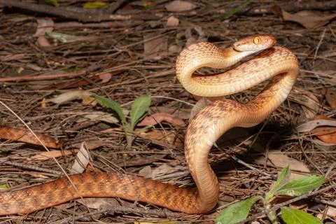 Brown Tree Snake in defensive pose Stock Photos