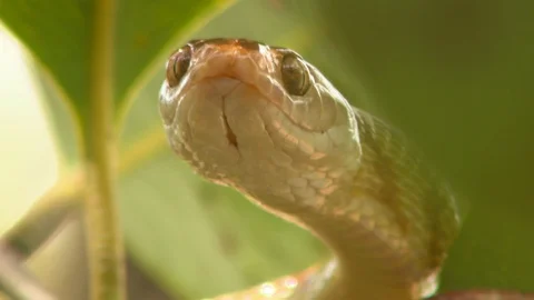 Brown Tree Snake Face 스톡 동영상 112321773