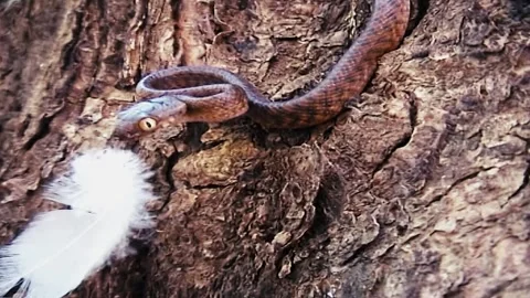 Brown Tree Snake 스톡 동영상 244687786