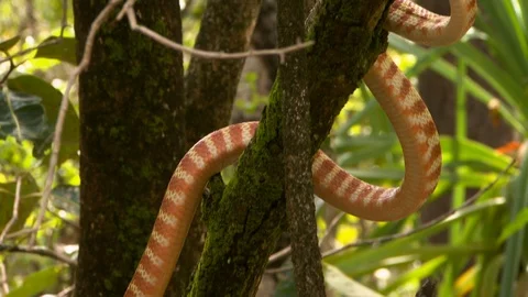 Brown Tree Snake Stretched Out On Branch Video stock 112322434