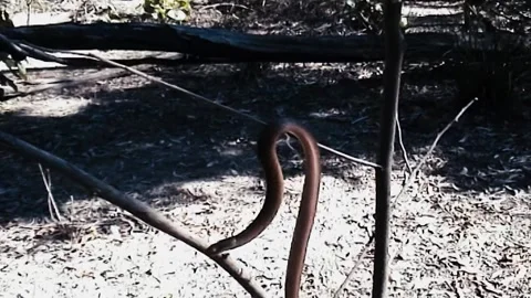 Brown Tree Snake in tree Stock Footage 244687285