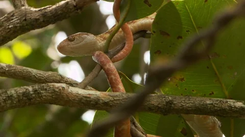 Brown Tree Snake Wrapped Around Twig Video stock 112322388