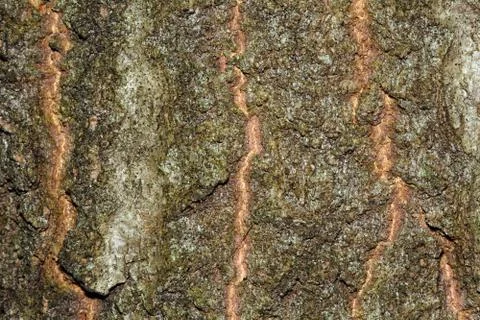 Brown tree terk Stock Photos