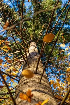 Brown tree trunk and black shadows of branches on it Stock Photos