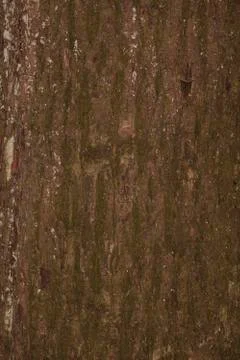 Brown tree trunk background texture Stock Photos