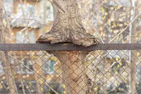 Brown tree trunk is embedded in a metal fence mesh Stock Photos