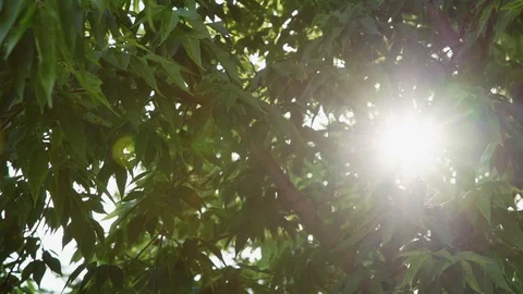 Brown tree trunk with green leaves hide bright sun light Stock Footage 115398545