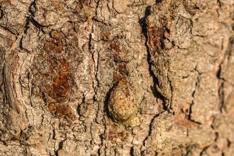 Brown tree trunk of old trees in the forest 库存照片