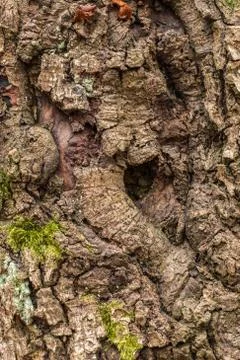 Brown tree trunk of old trees in the forest Stock-Fotos