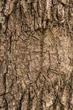 Brown tree trunk of old trees in the forest Stock-Fotos