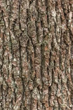 Brown tree trunk of old trees in the forest Stock Photos