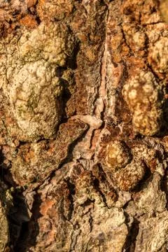 Brown tree trunk of old trees in the forest Stock Photos