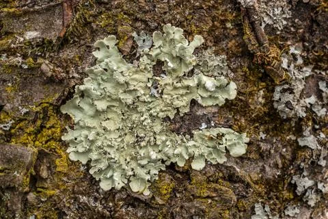 Brown tree trunk of old trees in the forest Stock Photos