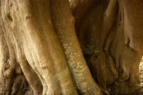 Brown tree trunk texture background Stock Photos