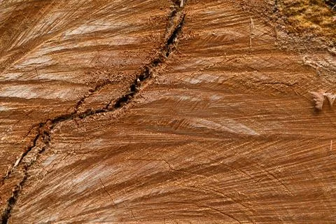 Brown tree trunk texture with crack and scratches Stock Photos