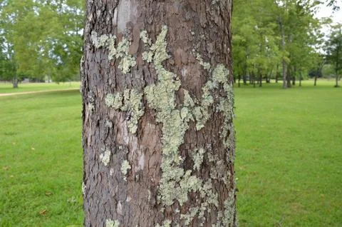 Brown tree trunk with white and green lichen and grass Stock Photos