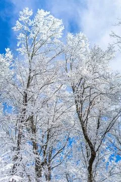 Brown tree under blue sky during daytime, selective focus, selective focus on Stock Photos