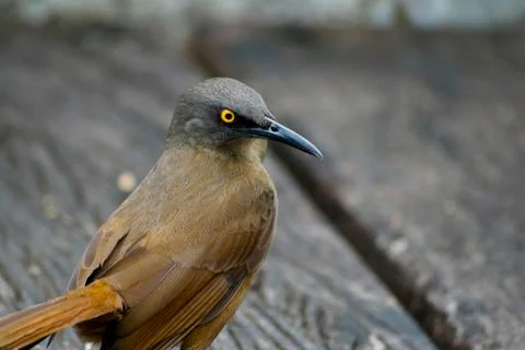 Brown Trembler Stock Photos