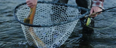Brown trout being caught in net Stock Footage 68494585