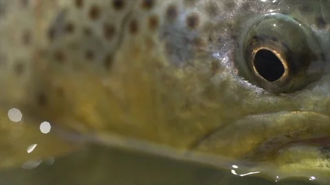 Brown Trout Close up slow motion Stock Footage 101399853