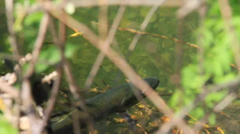 Brown trout close up through bush 库存影片 36472265