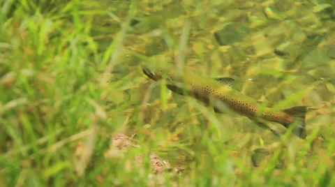 Brown trout cruising under willows 库存影片 36472282