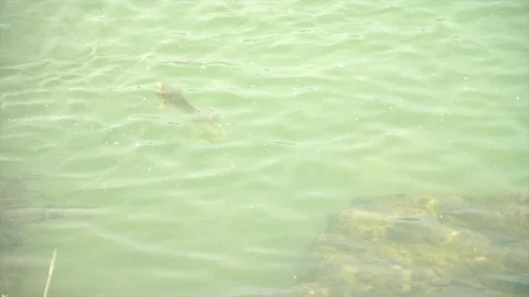 Brown trout feeding Stock Footage 101434000