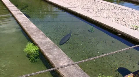 Brown trout fish hatchery; 2 Stock Footage 12187316