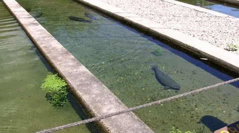 Brown trout fish hatchery Stock Footage 12187141