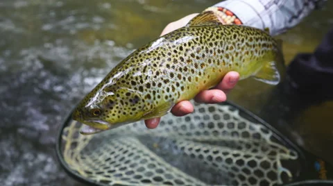 10,436 Trout Fishing Stock Video Footage - 4K and HD Video Clips