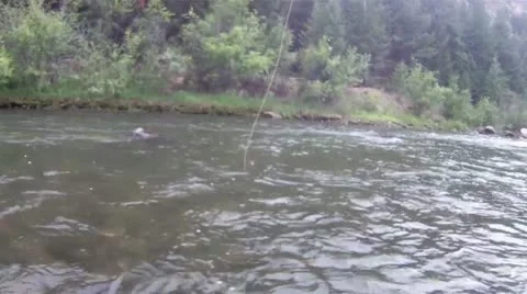 Brown trout Stock Footage 12725824