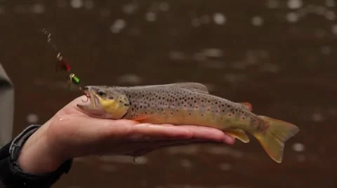 Brown trout Video stock 49095371