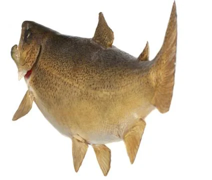 Brown trout going for the bait Stock Photos