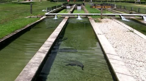 Brown trout long shot of hatchery Stock Footage