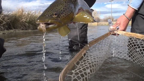 Brown trout in net Stock Footage 90637723
