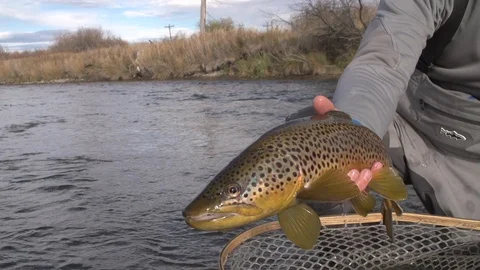 Brown trout in net Stock Footage 90637728