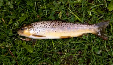 Brown trout Photos