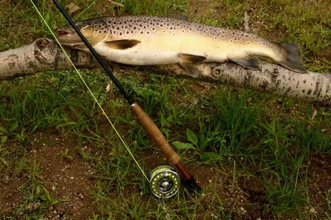 Brown trout Stock Photos