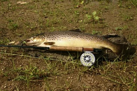 Brown trout Foto stock