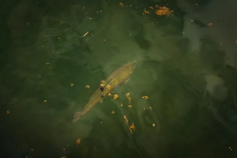 Brown trout Foto stock