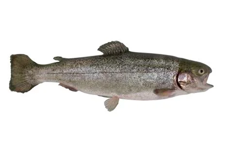 Brown trout Stock-Fotos