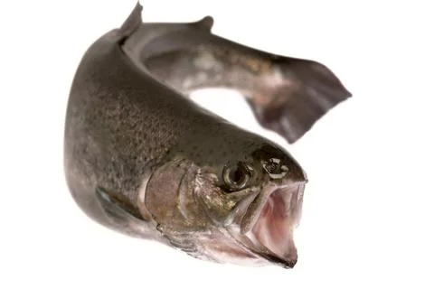 Brown trout Stock-Fotos