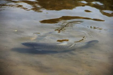 Brown trout in pond Stock Photos