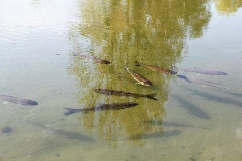 Brown trout in pond Stock Photos